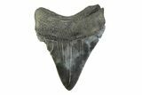 Fossil Megalodon Tooth - South Carolina #341407-1